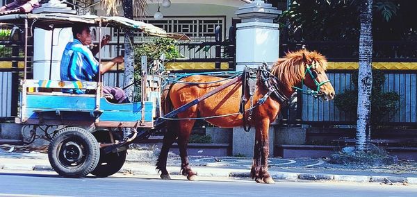 Horse cart on street in city