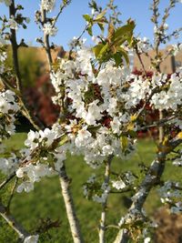 Close-up of white blossom tree