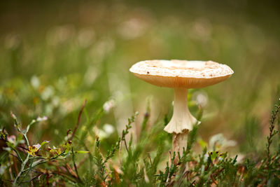 Close-up of mushroom growing on field