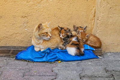 Cats lying on wall