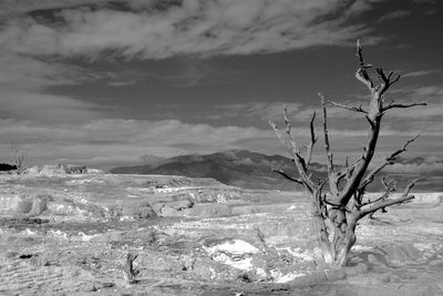 Bare tree on landscape against sky