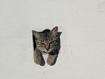 Portrait of cat on wall