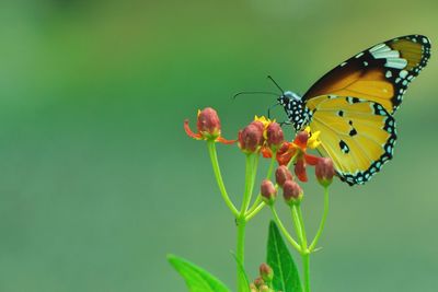 Close-up of butterfly pollinating on flower