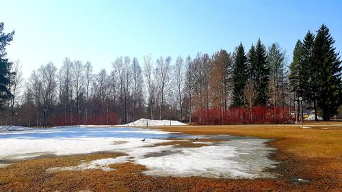 Trees on field against sky during winter