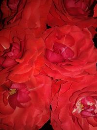 Full frame shot of red flowers