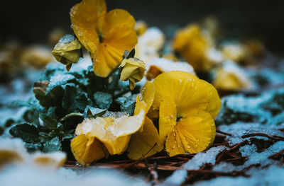 Close-up of yellow flower