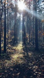 Sun shining through trees