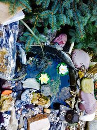 High angle view of plants in water