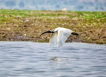 White bird flying over lake