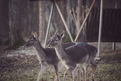 Deer on field