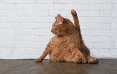 Portrait of cat sitting against wall