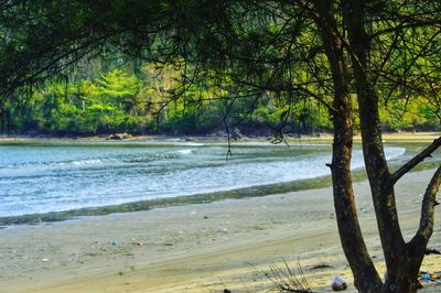 Scenic view of beach against trees in forest