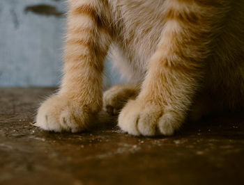 Low section of cat relaxing on floor