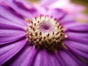 Close-up of fresh purple flower