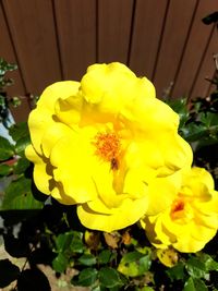 Close-up of yellow flowering plant