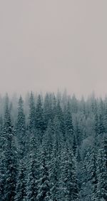 Pine trees in forest during winter against sky