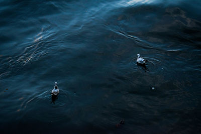 High angle view of man swimming in lake