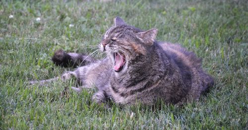 Cat lying on grass