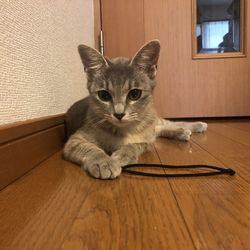 Portrait of cat on hardwood floor