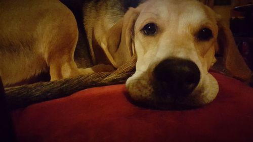 Close-up portrait of dog