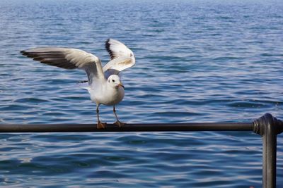 Seagulls flying over sea