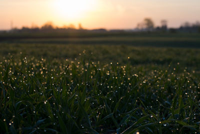 Close-up of fresh green field against sky