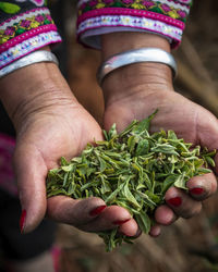 Close-up of hands holding vegetables