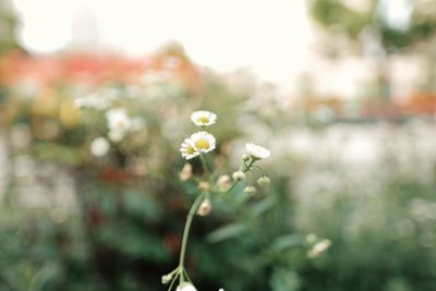 Close-up of flowers blooming outdoors