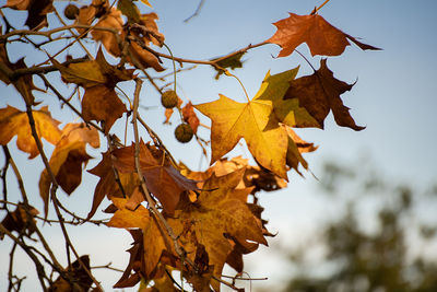 Close-up of maple leaves against sky