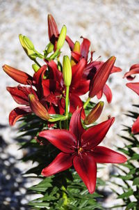 Close-up of red flower blooming outdoors