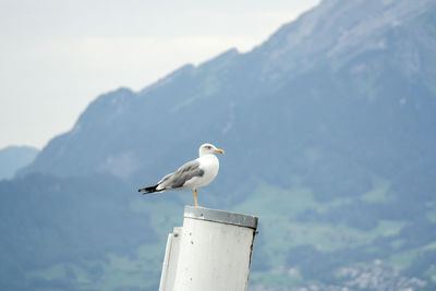 Seagull perching on wooden post against mountains