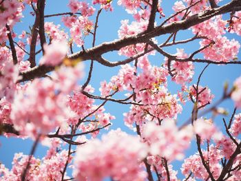 Low angle view of pink flowers on tree