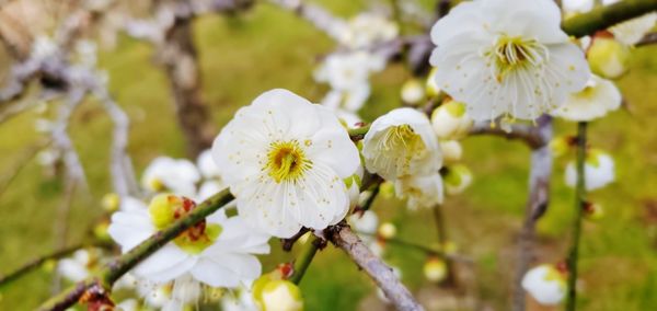 Close-up of white cherry blossom