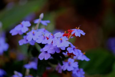 Close-up of flowers blooming outdoors