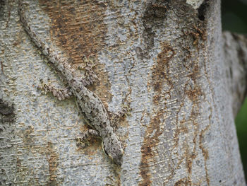 Close-up of lizard on tree trunk