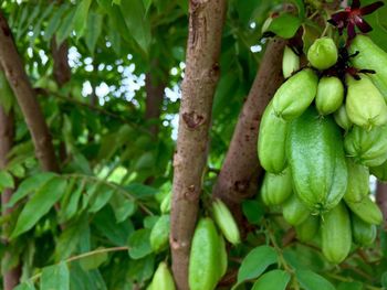 Close-up of fruits on tree