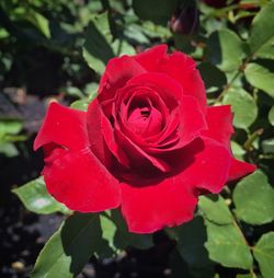 Close-up of red rose blooming outdoors