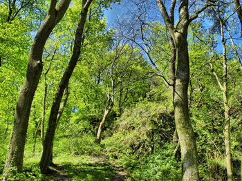 Trees in forest