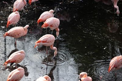 Flamingos in colour 