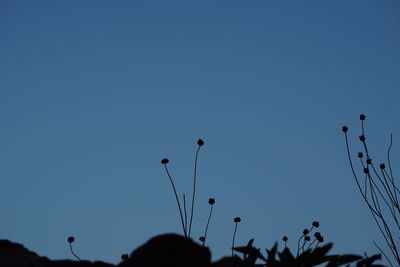 Low angle view of trees against clear blue sky