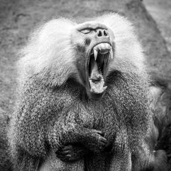 Close-up of monkey yawning