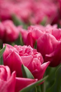 Close-up of pink rose bouquet