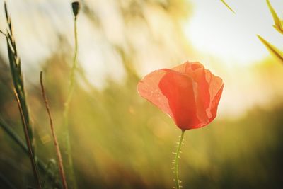 Close-up of red poppy growing on field