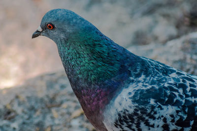 Close-up of bird