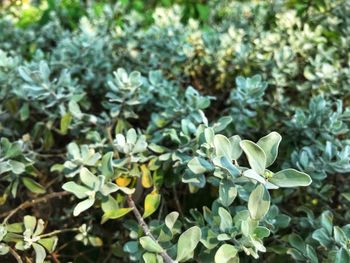 Close-up of flowering plant