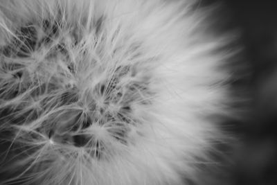 Close-up of dandelion