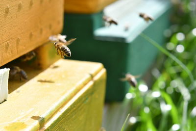 Close-up of bee flying