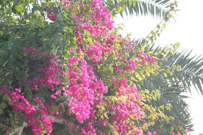 Flowers blooming on tree