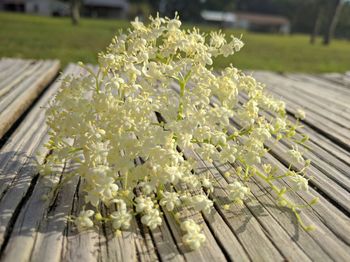 Close-up of flower on wooden plant