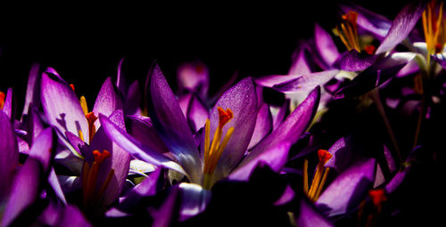 Close-up of pink flowering plants at night